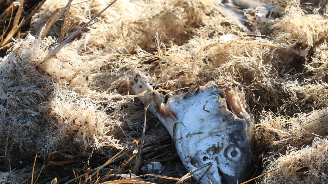 Ngeri! Ini Bahaya Timbal Bagi Lingkungan Sekitarmu