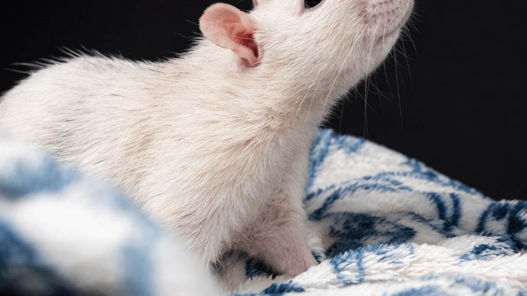 Cara Mengusir Tikus di Kamar yang Jarang Orang Tahu