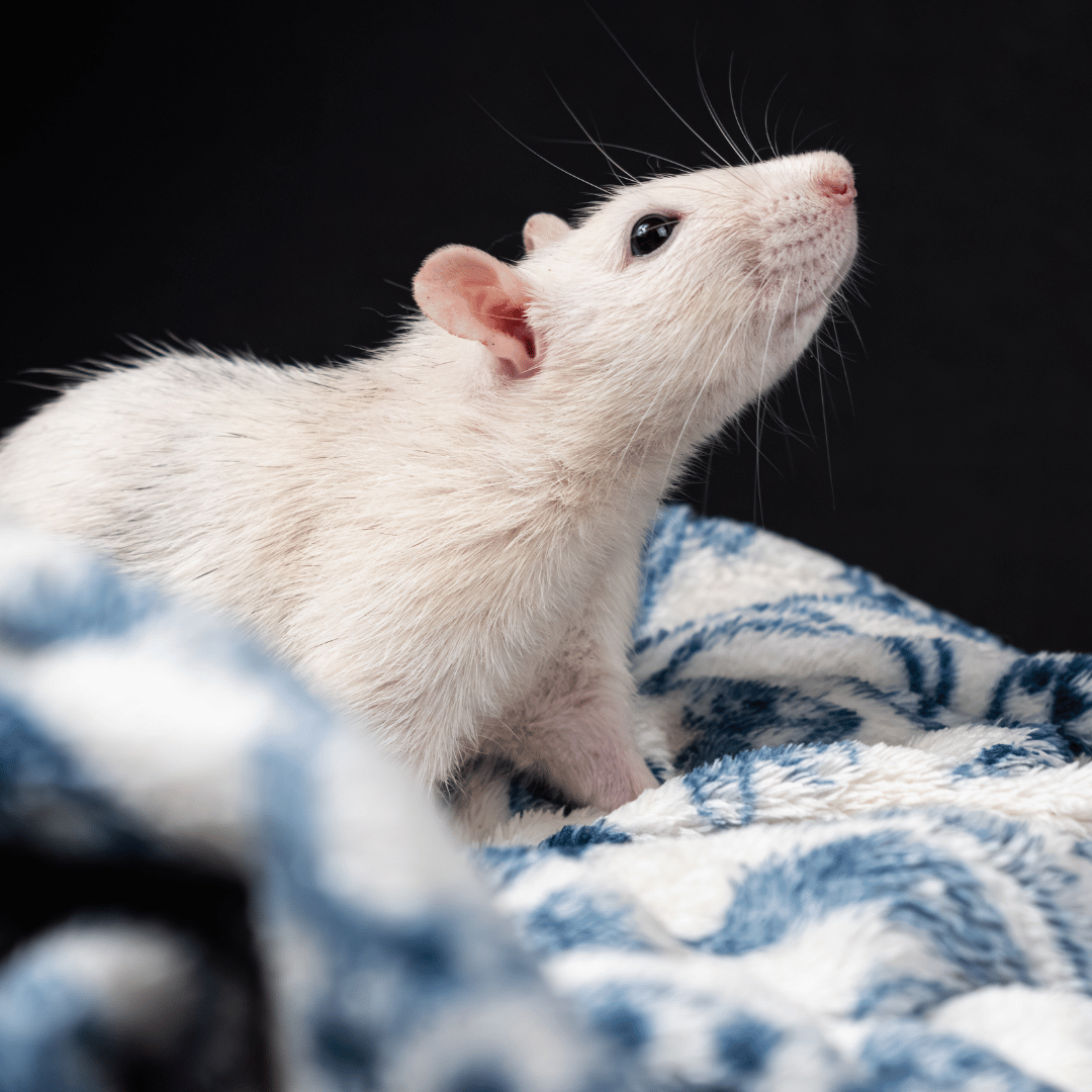 Cara Mengusir Tikus di Kamar yang Jarang Orang Tahu